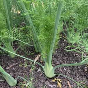 FENNEL bulb (1) with leaves