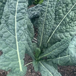 Kale (300g) calva nero