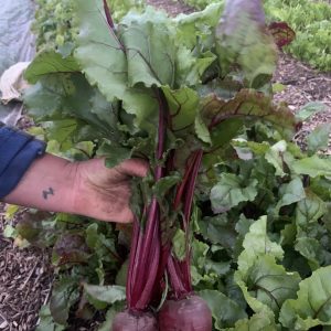 BEETROOT