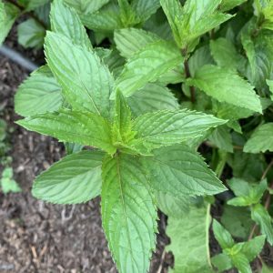 CHOCOLATE MINT 50g