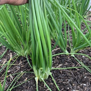 SPRING ONIONS
