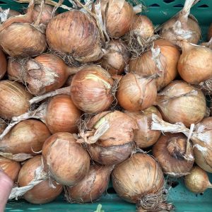 white onions
