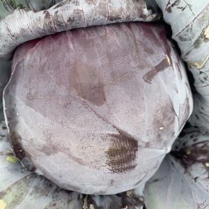 Red cabbage small