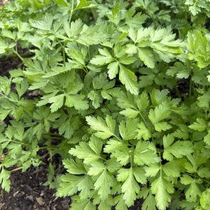 FLAT LEAF PARSLEY(100g)