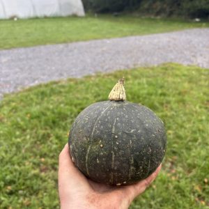 Winter squash blue kuri